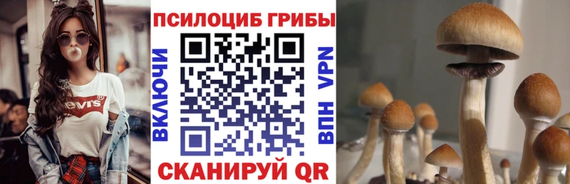 где найти   Гороховец  Галлюциногенные грибы Cubensis 